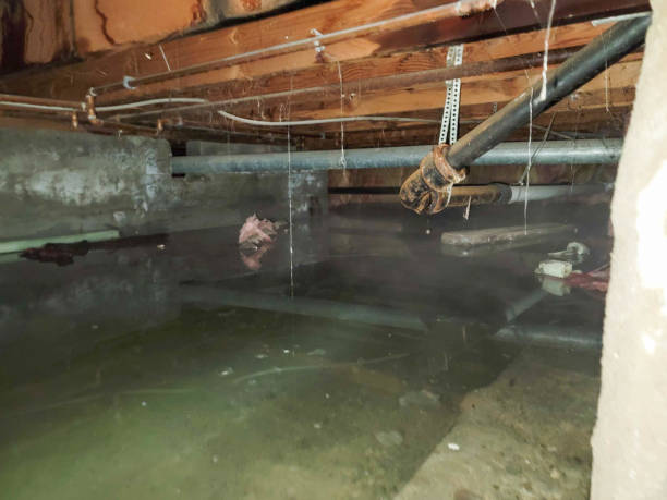 Best Local water damage restoration  in Rosaryville, MD